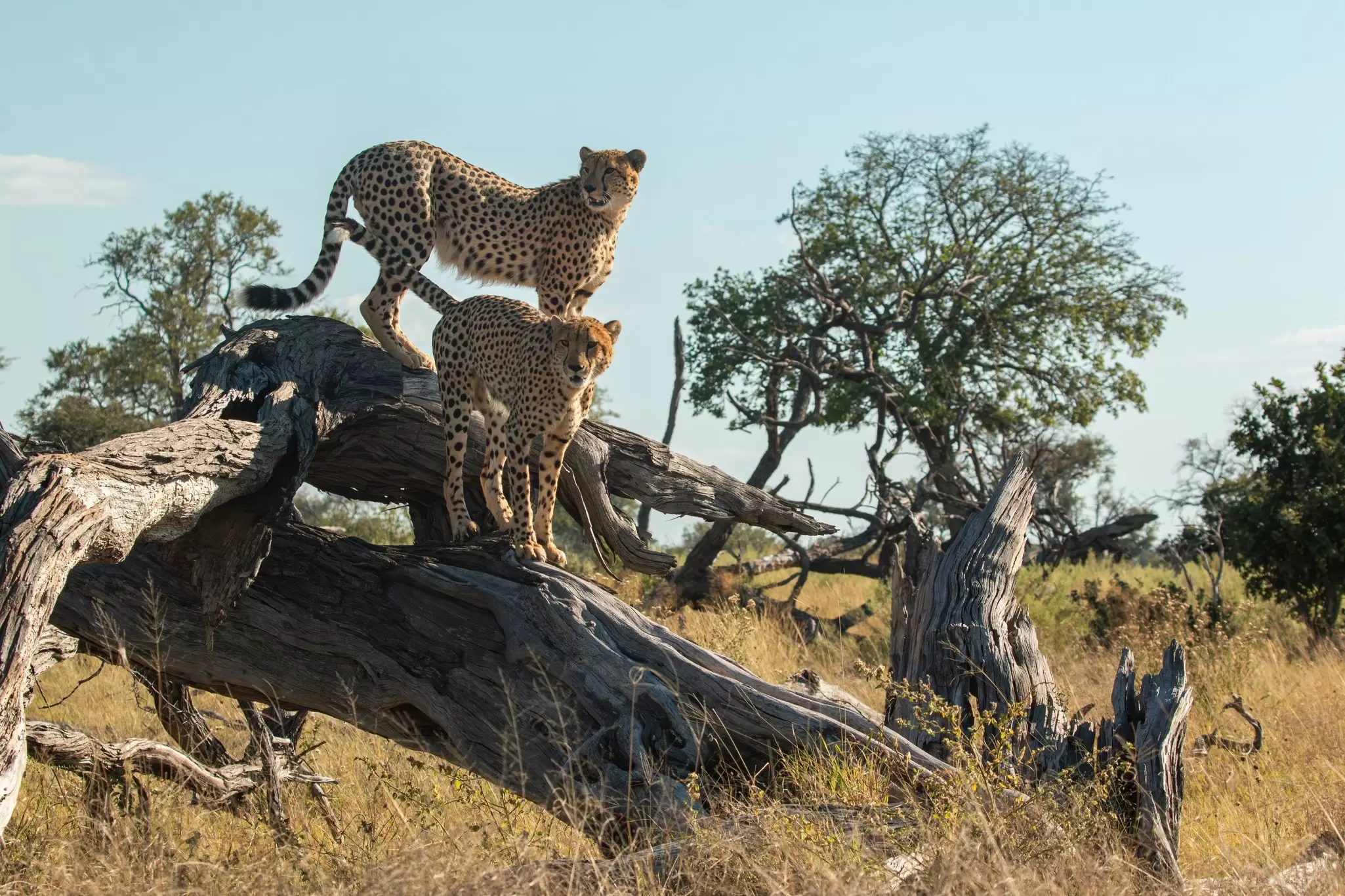 cheetah brothers at moremi national park of botswana close to third bridge camp posing on a dead tree, License Type: media, Download Time: 2025-12-02T20:11:57.000Z, User: katelyn.perry_lonelyplanet, Editorial: false, purchase_order: 65050 - Digital Destinations and Articles, job: wip, client: wip, other: Katelyn Perry