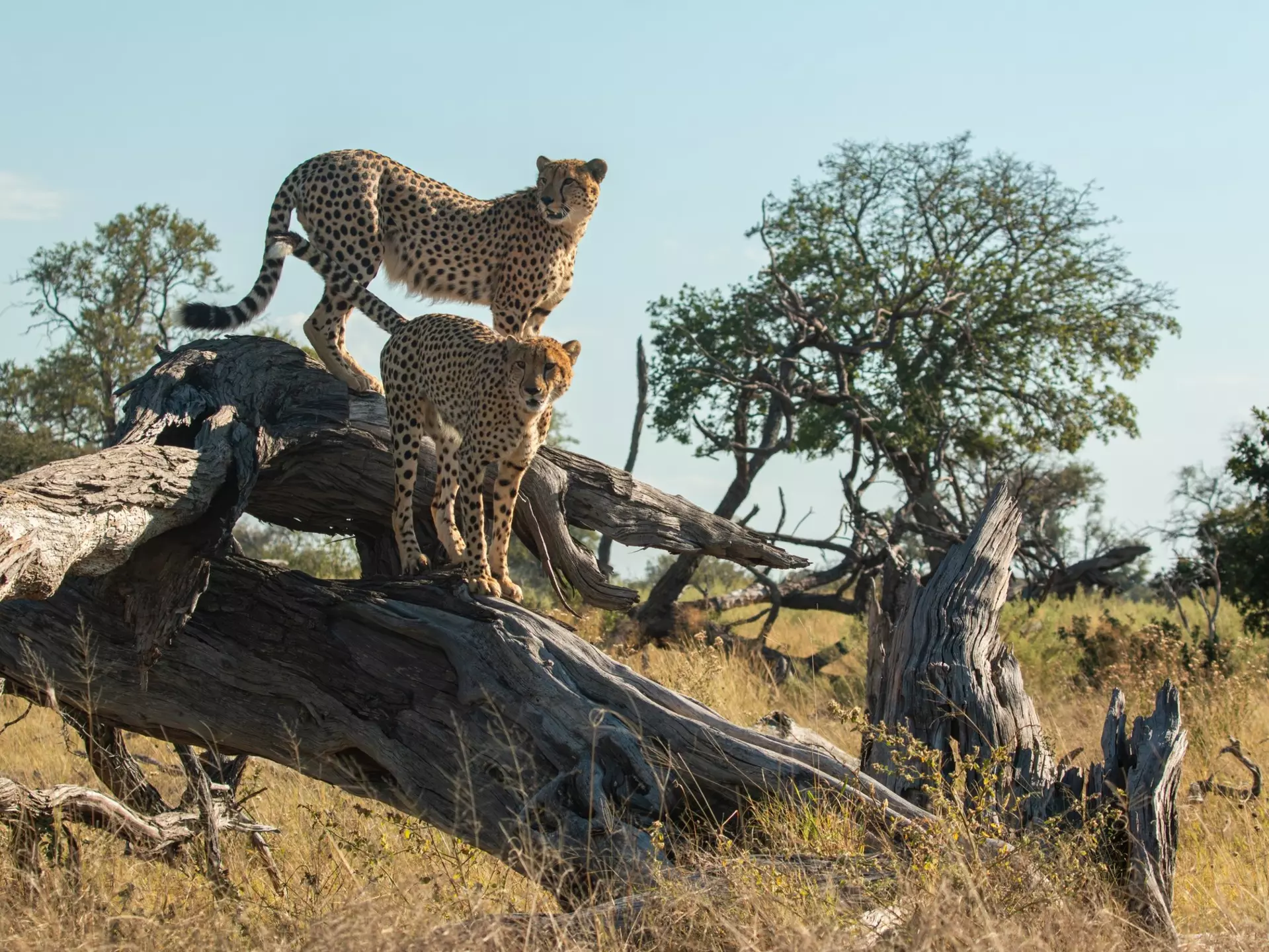 cheetah brothers at moremi national park of botswana close to third bridge camp posing on a dead tree, License Type: media, Download Time: 2025-12-02T20:11:57.000Z, User: katelyn.perry_lonelyplanet, Editorial: false, purchase_order: 65050 - Digital Destinations and Articles, job: wip, client: wip, other: Katelyn Perry