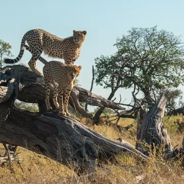 cheetah brothers at moremi national park of botswana close to third bridge camp posing on a dead tree, License Type: media, Download Time: 2025-12-02T20:11:57.000Z, User: katelyn.perry_lonelyplanet, Editorial: false, purchase_order: 65050 - Digital Destinations and Articles, job: wip, client: wip, other: Katelyn Perry