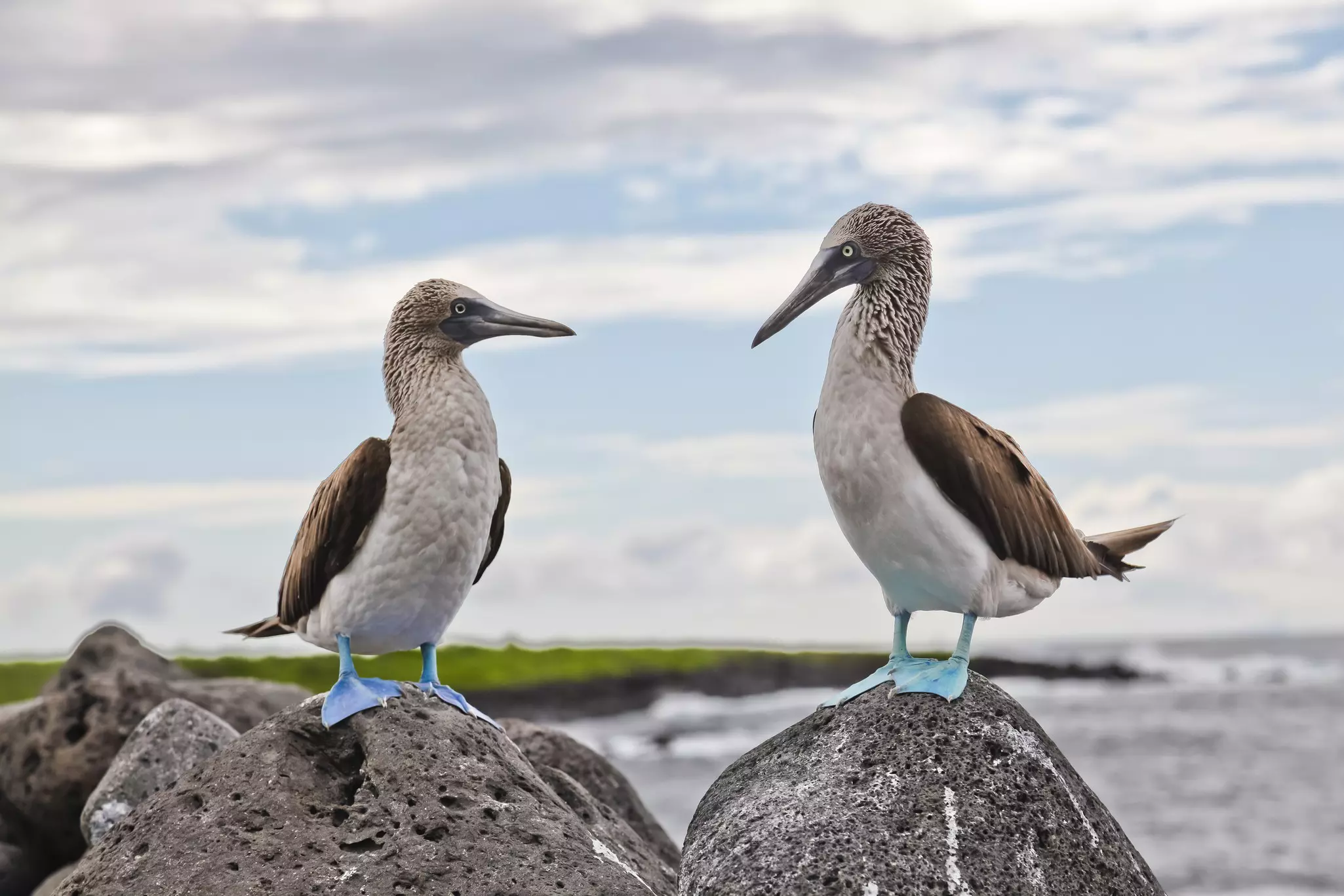 Two birds with blue webbed feet are perched on rocks.