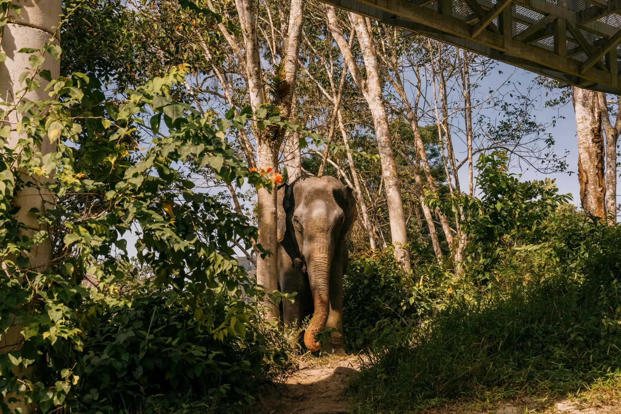 Phuket Elephant Sanctuary. Lauryn Ishak for Lonely Planet