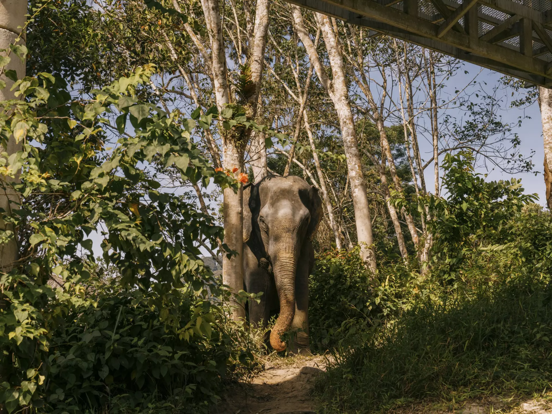 Phuket Elephant Sanctuary. Lauryn Ishak for Lonely Planet
