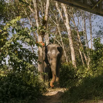 Phuket Elephant Sanctuary. Lauryn Ishak for Lonely Planet