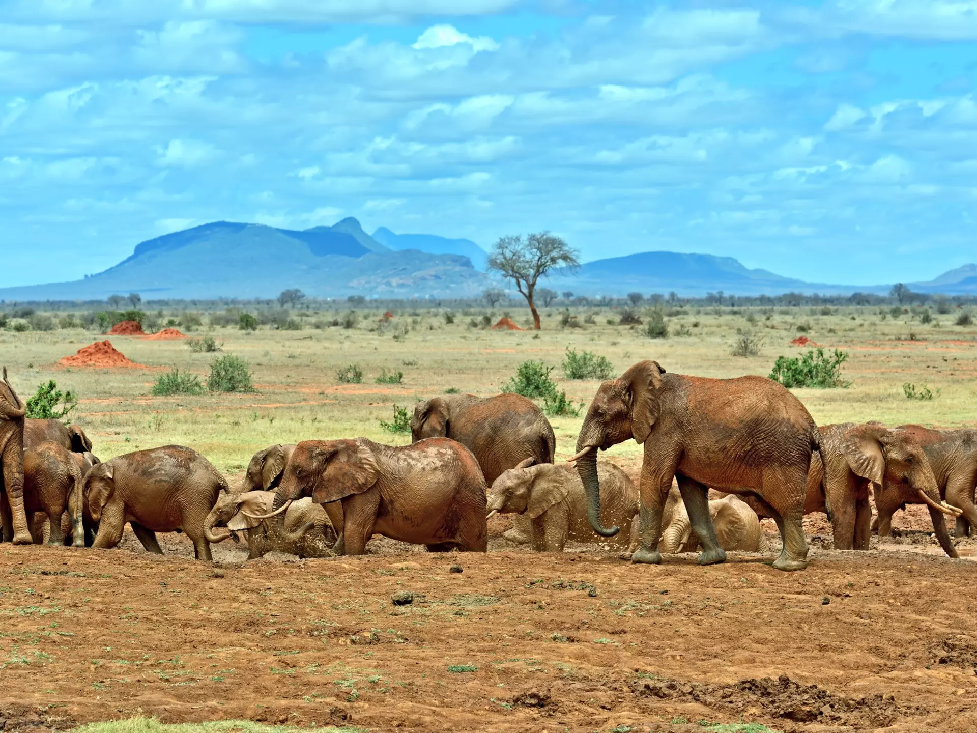 A herd of elephants by a watering hole in Tsavo East National Park in Kenya.