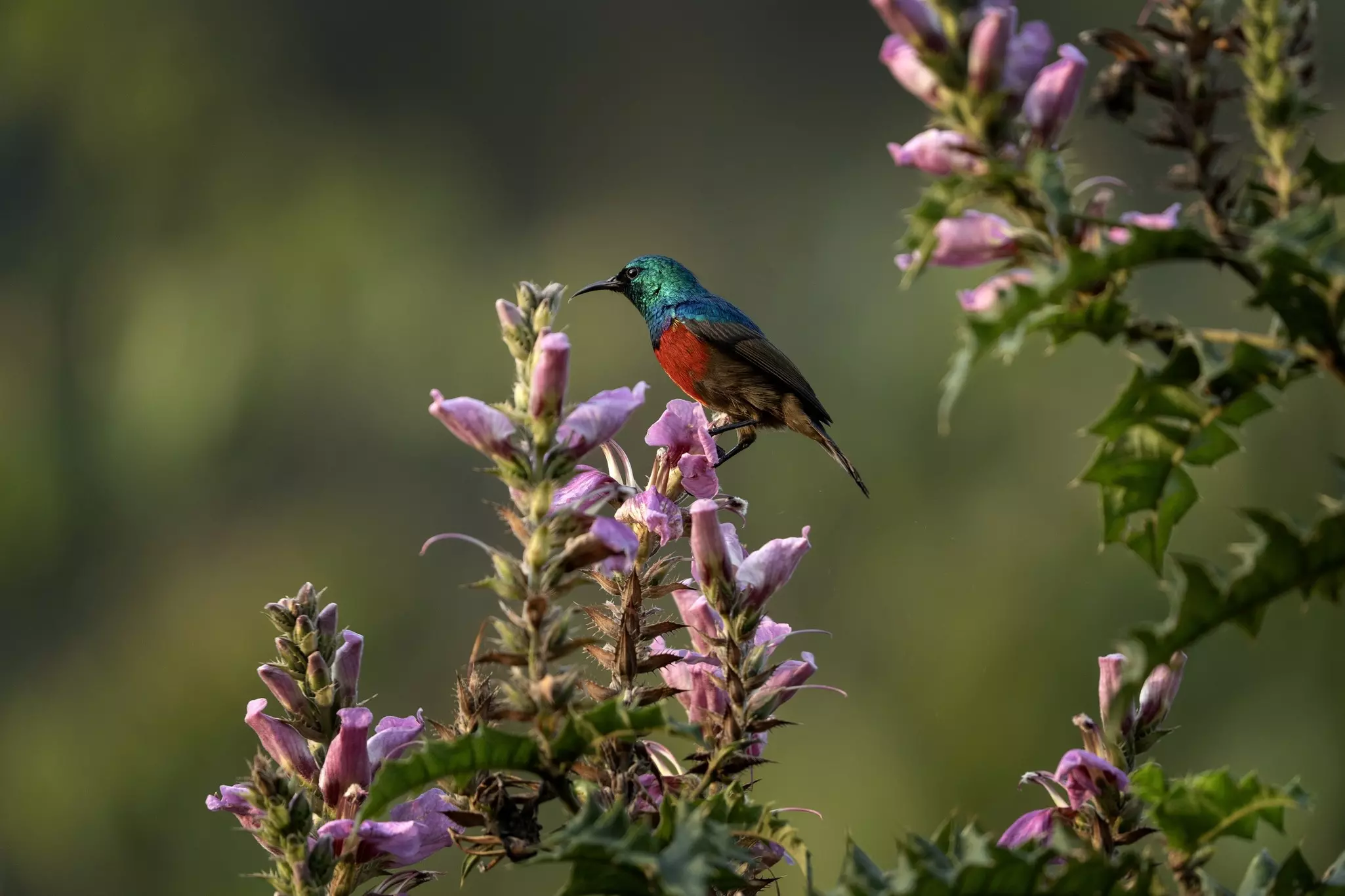 A bird with a red chest and a blue-green head feeding on purple flowers