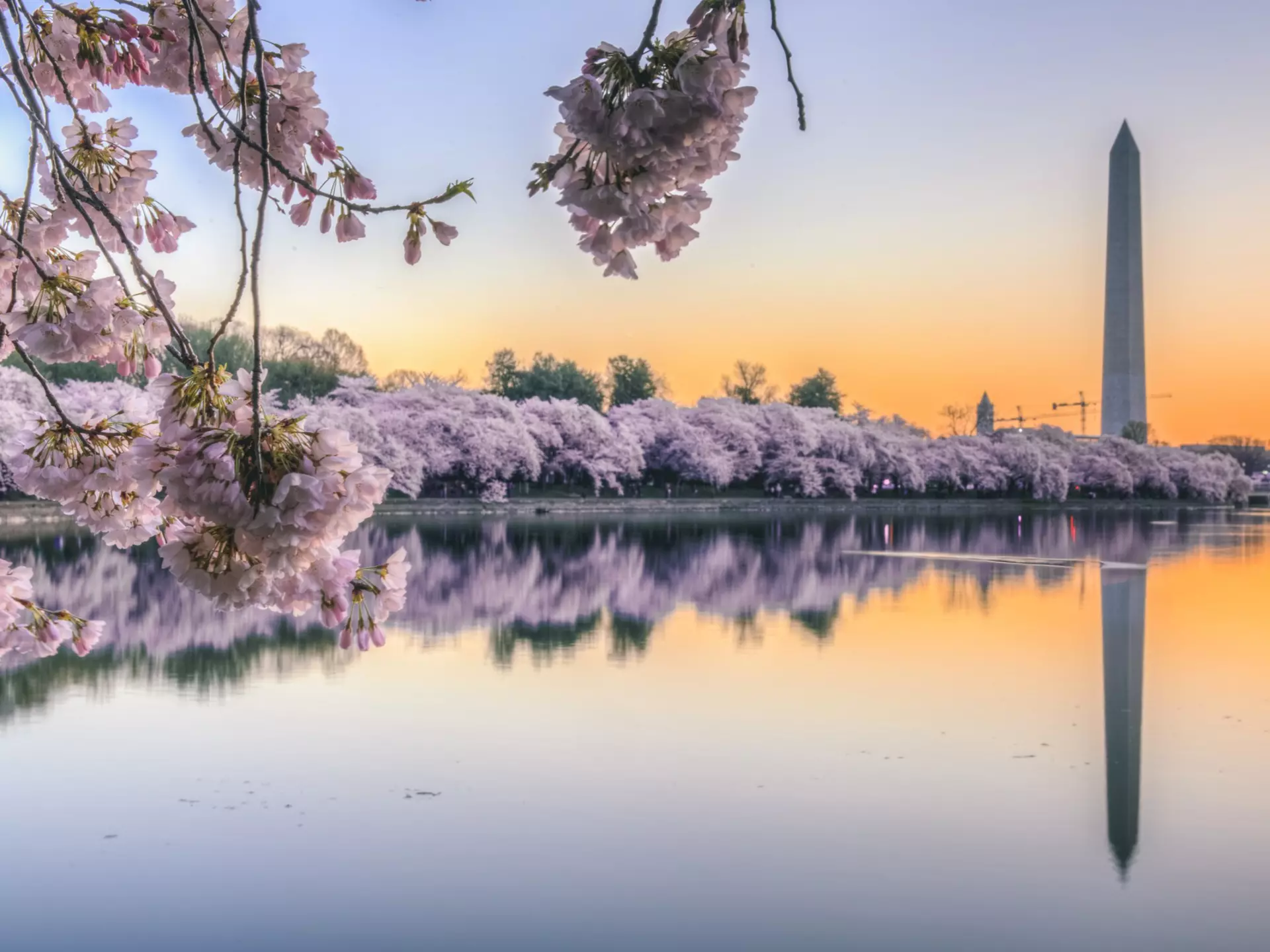 Cherry Blossom Sunrise over Tidal Basin