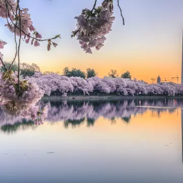 Cherry Blossom Sunrise over Tidal Basin