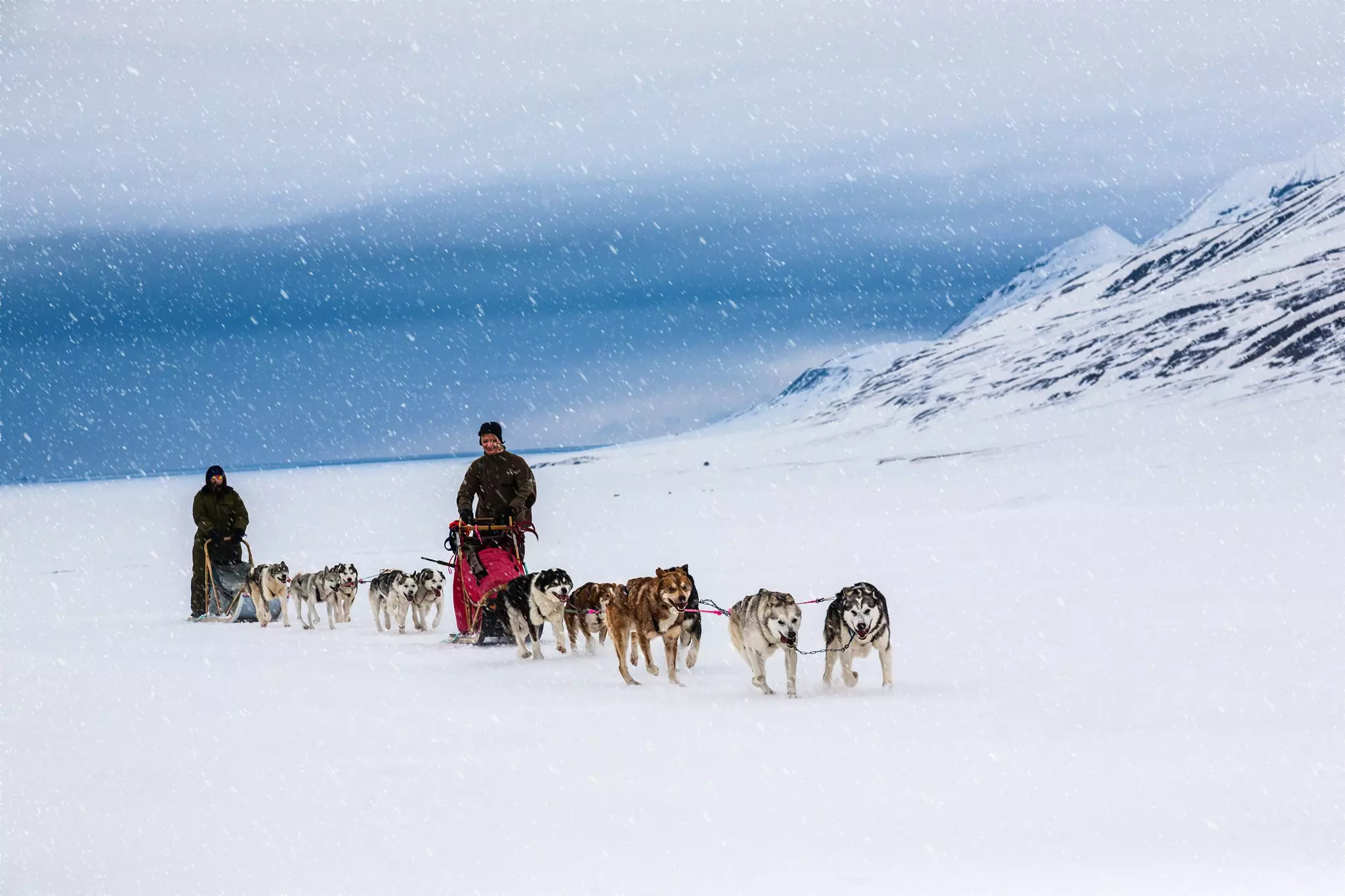 A pack of dogs pulls two people on sleds in a snowy landscape.