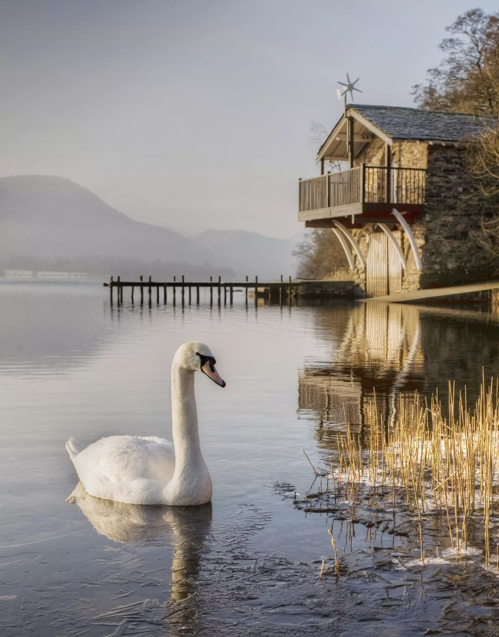 Mute Swan swimming on cold frosty morning in winter