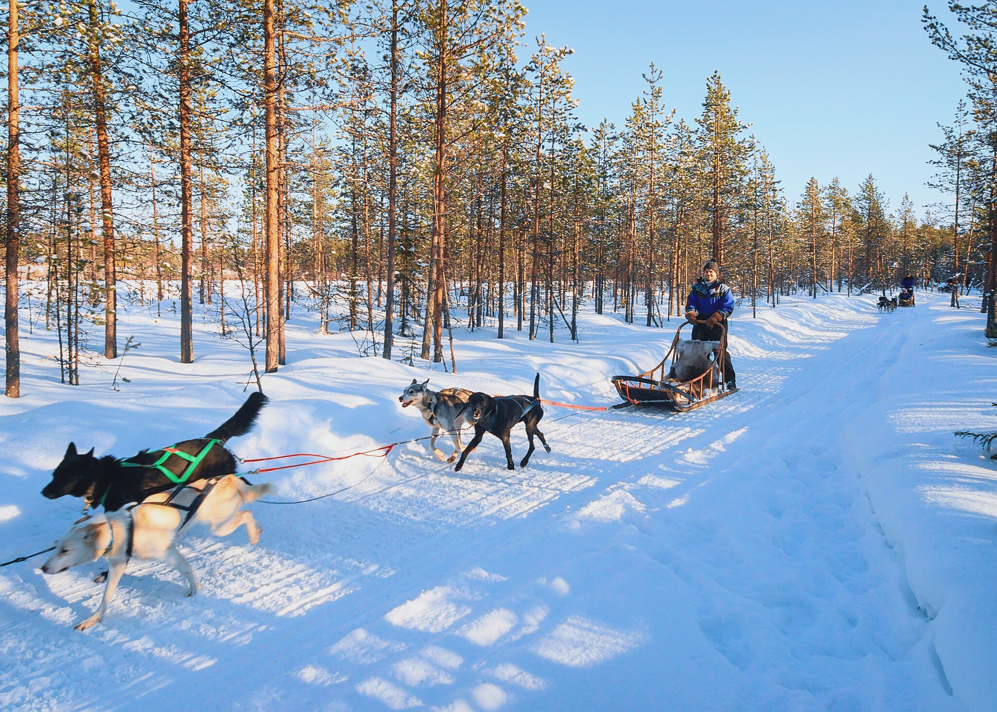 Rovaniemi, Finland - March 5, 2017: Family riding husky dogs sledge in Rovaniemi, Lapland in winter Finland
754218226
NULL