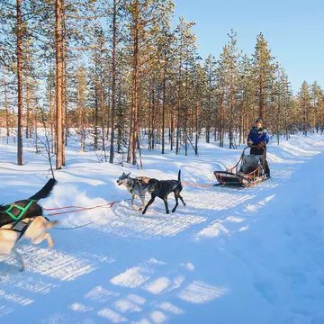 Rovaniemi, Finland - March 5, 2017: Family riding husky dogs sledge in Rovaniemi, Lapland in winter Finland
754218226
NULL
