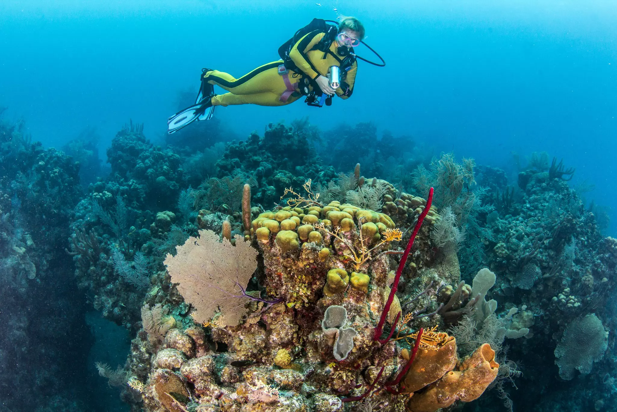 A scuba diver seen with colorful underwater life in Belize