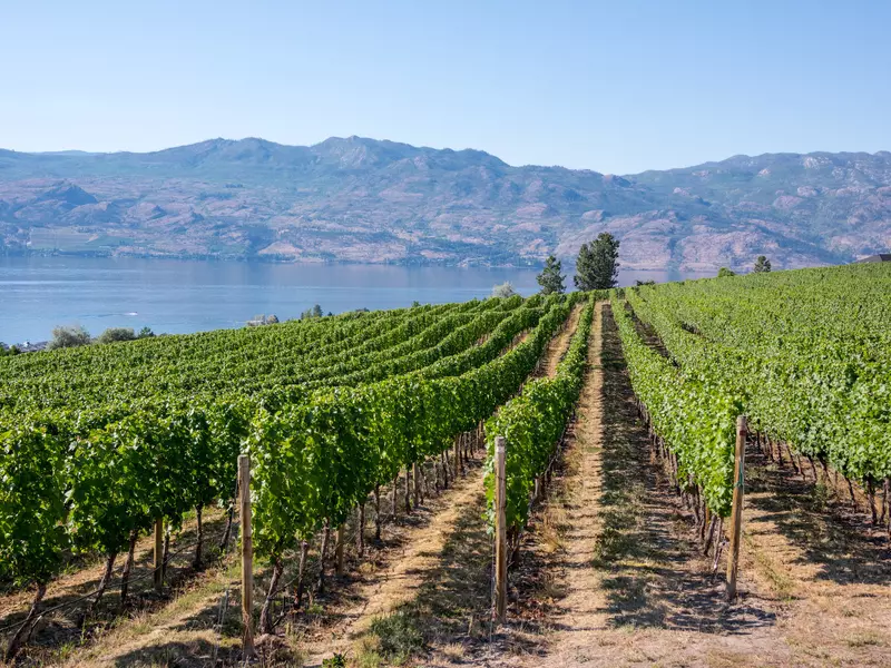 Rows of grape vines lined up at a vineyard with a lake and mountains in the distance on a sunny day.   