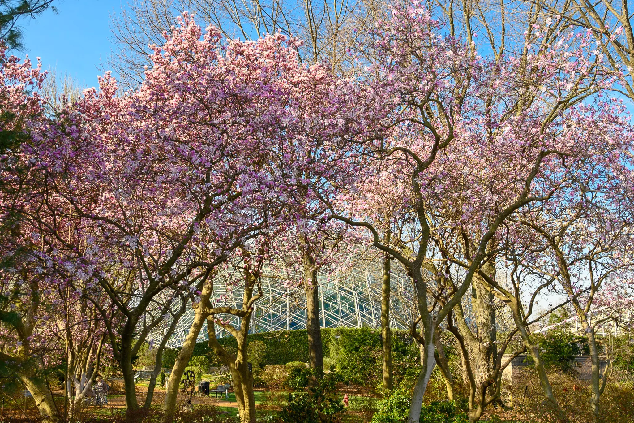 The Climatron geodesic dome at the Missouri Botanical Garden © Shutterstock 