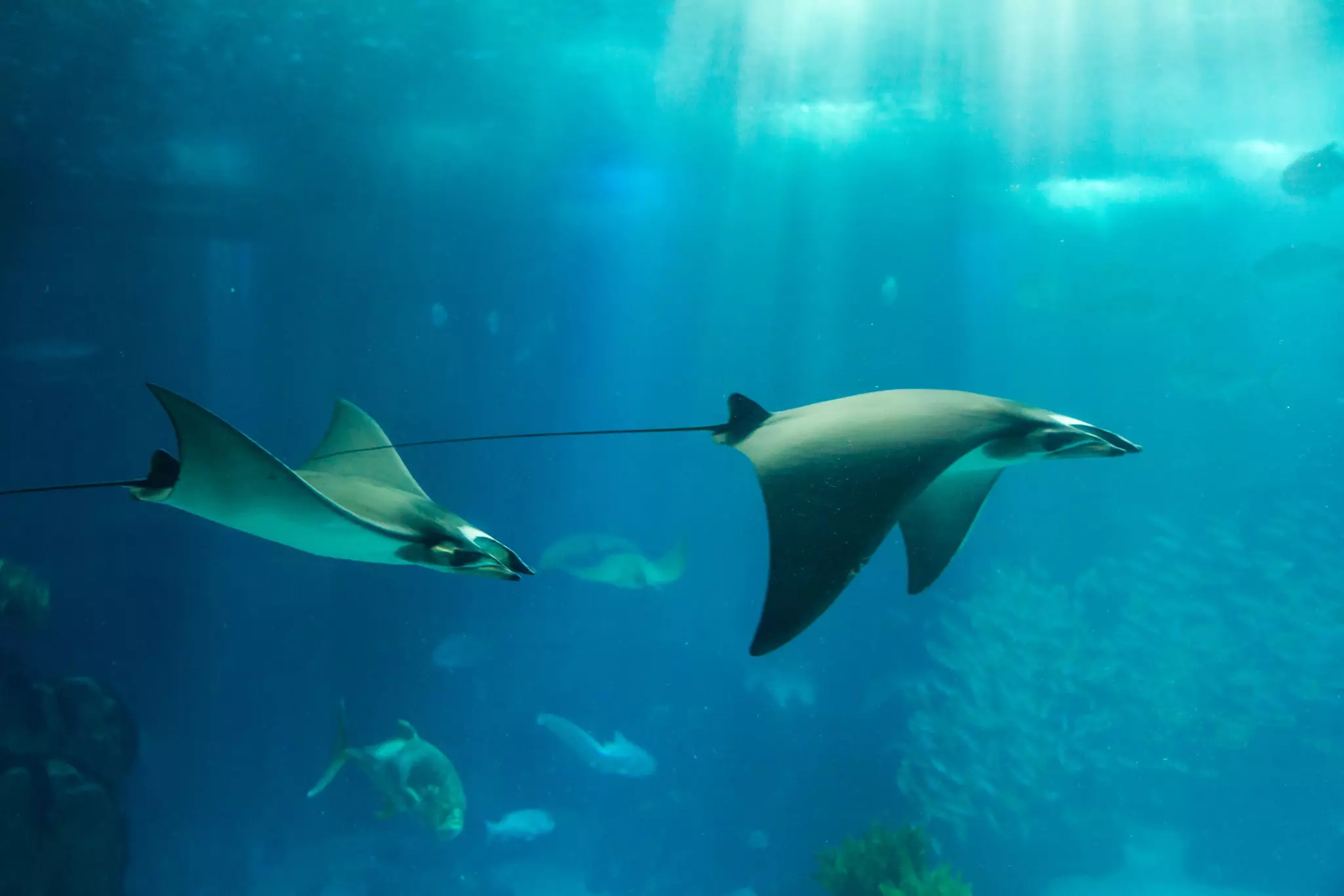 Two manta rays are pictured underwater