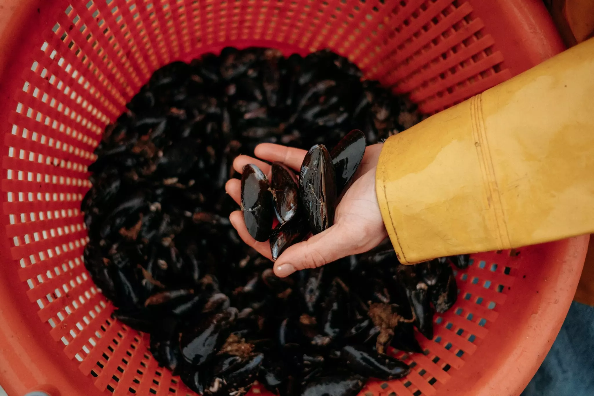A mussel fisherman examines his catch.