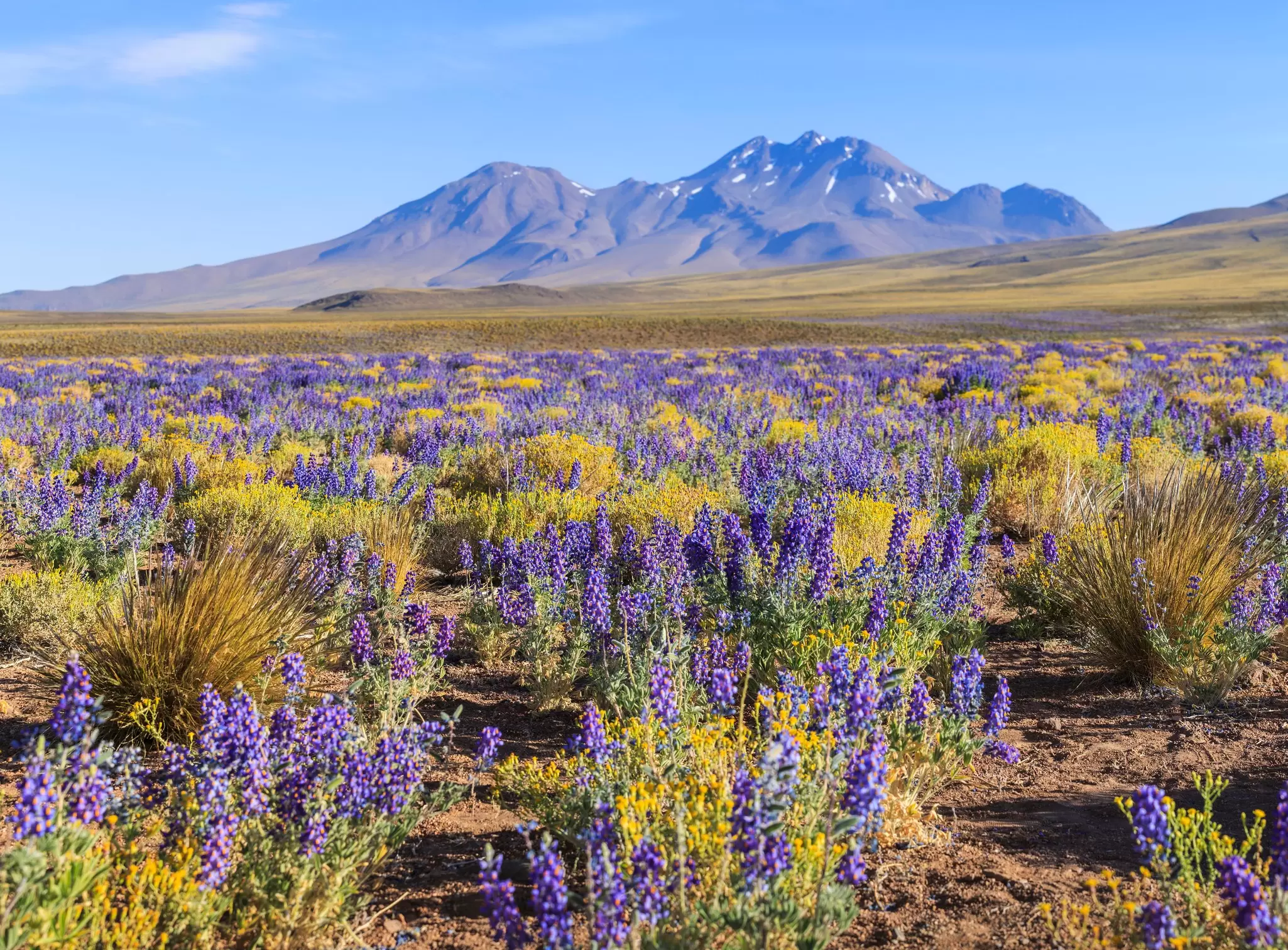 The flowering Atacama Desert. sunsinger/Shutterstock