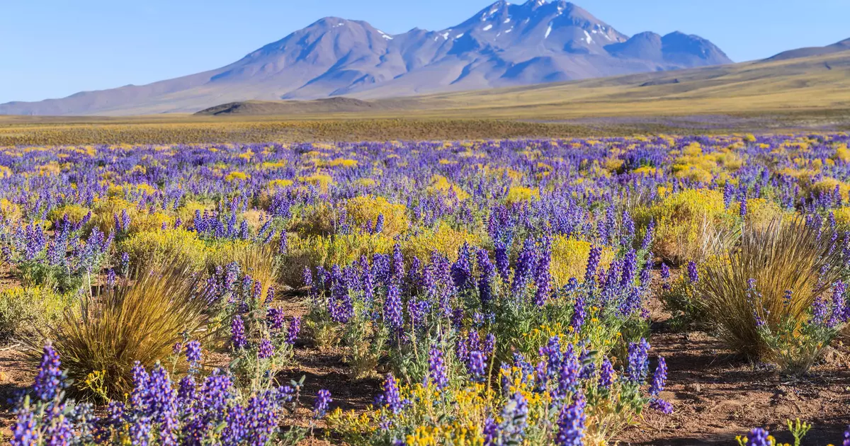The 14 best things to do in Chile - Lonely Planet