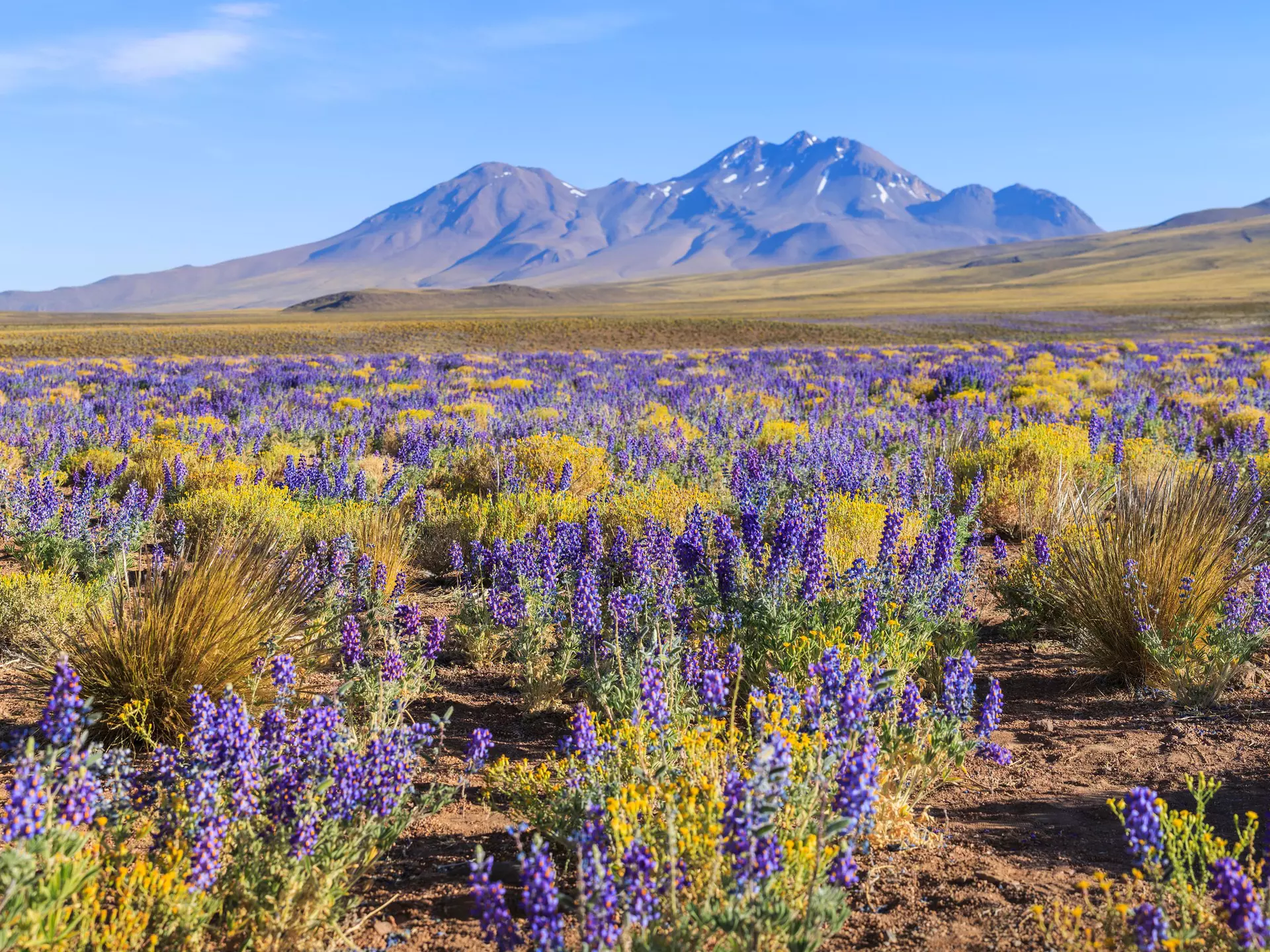 The flowering Atacama Desert. sunsinger/Shutterstock