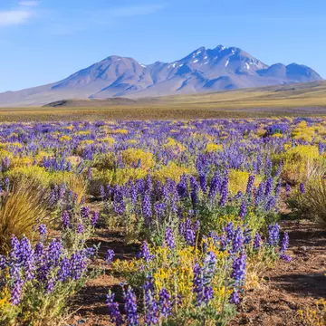 The flowering Atacama Desert. sunsinger/Shutterstock