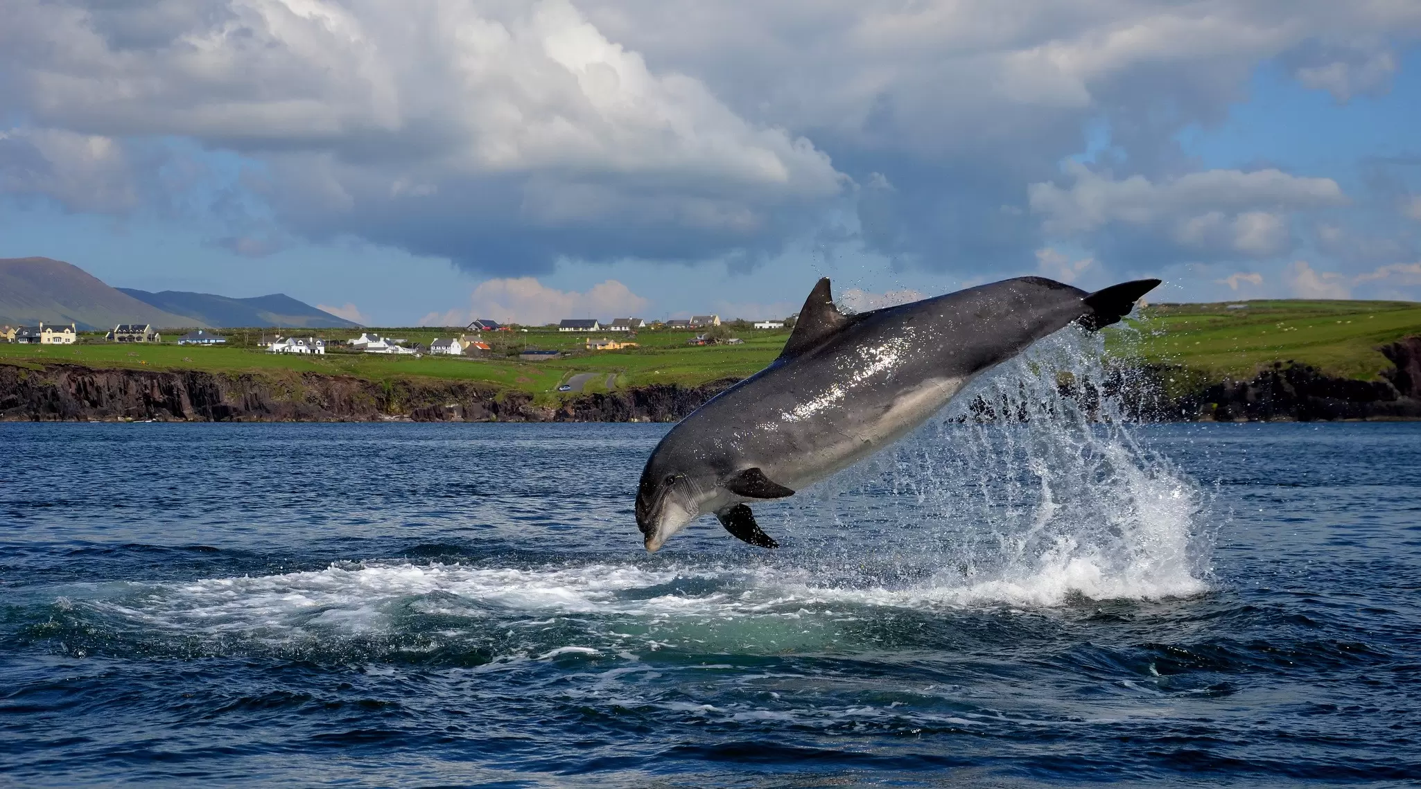A bottlenose dolphin in the sea off Dingle, Ireland