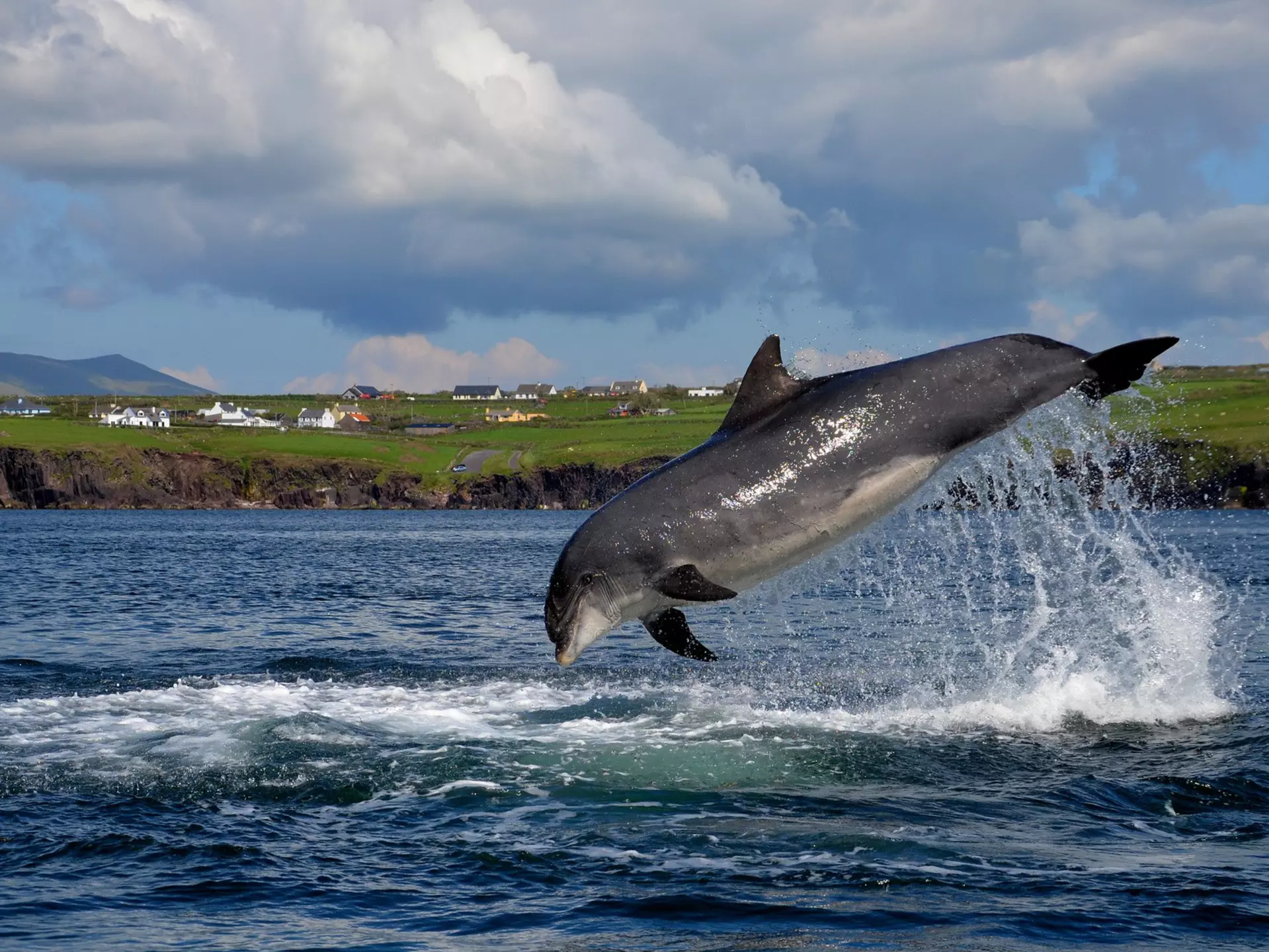 558887517
Gray, Water, Dingle Peninsula, Cheerful, Sea, Ireland, Happiness, Photography, Jumping, County Kerry, Freedom, Dolphin, Horizontal, Love - Emotion
A fungie (dingle dolphin) jumping out of the water in the Dingle Peninsula.