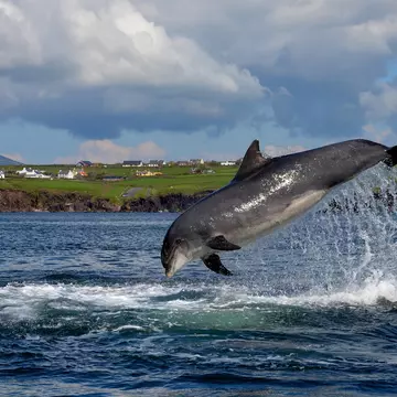 558887517
Gray, Water, Dingle Peninsula, Cheerful, Sea, Ireland, Happiness, Photography, Jumping, County Kerry, Freedom, Dolphin, Horizontal, Love - Emotion
A fungie (dingle dolphin) jumping out of the water in the Dingle Peninsula.
