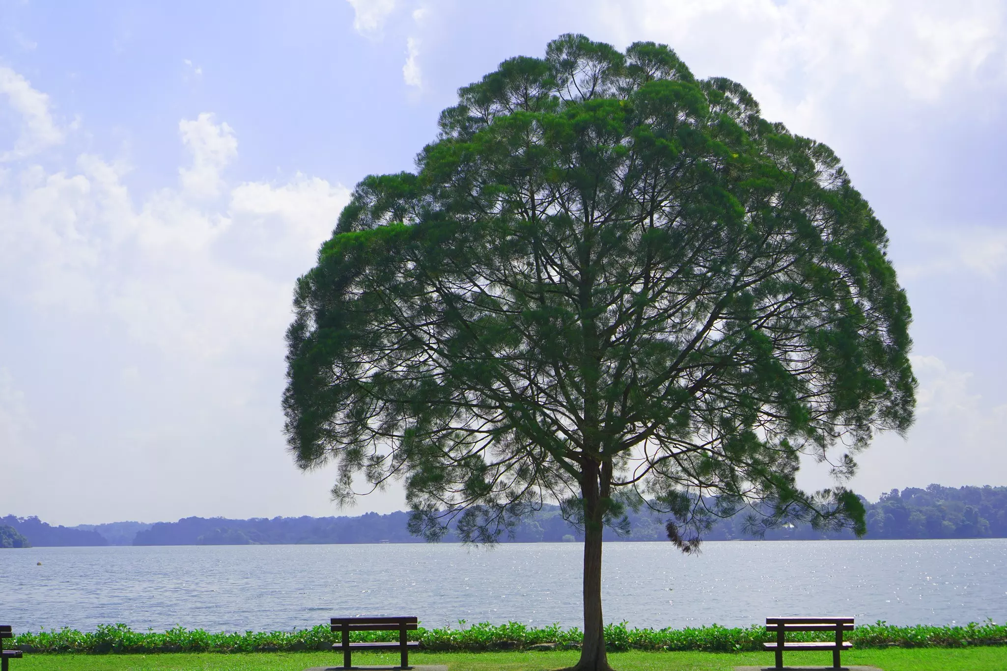 A single tree with benches on either side beside a calm lake.