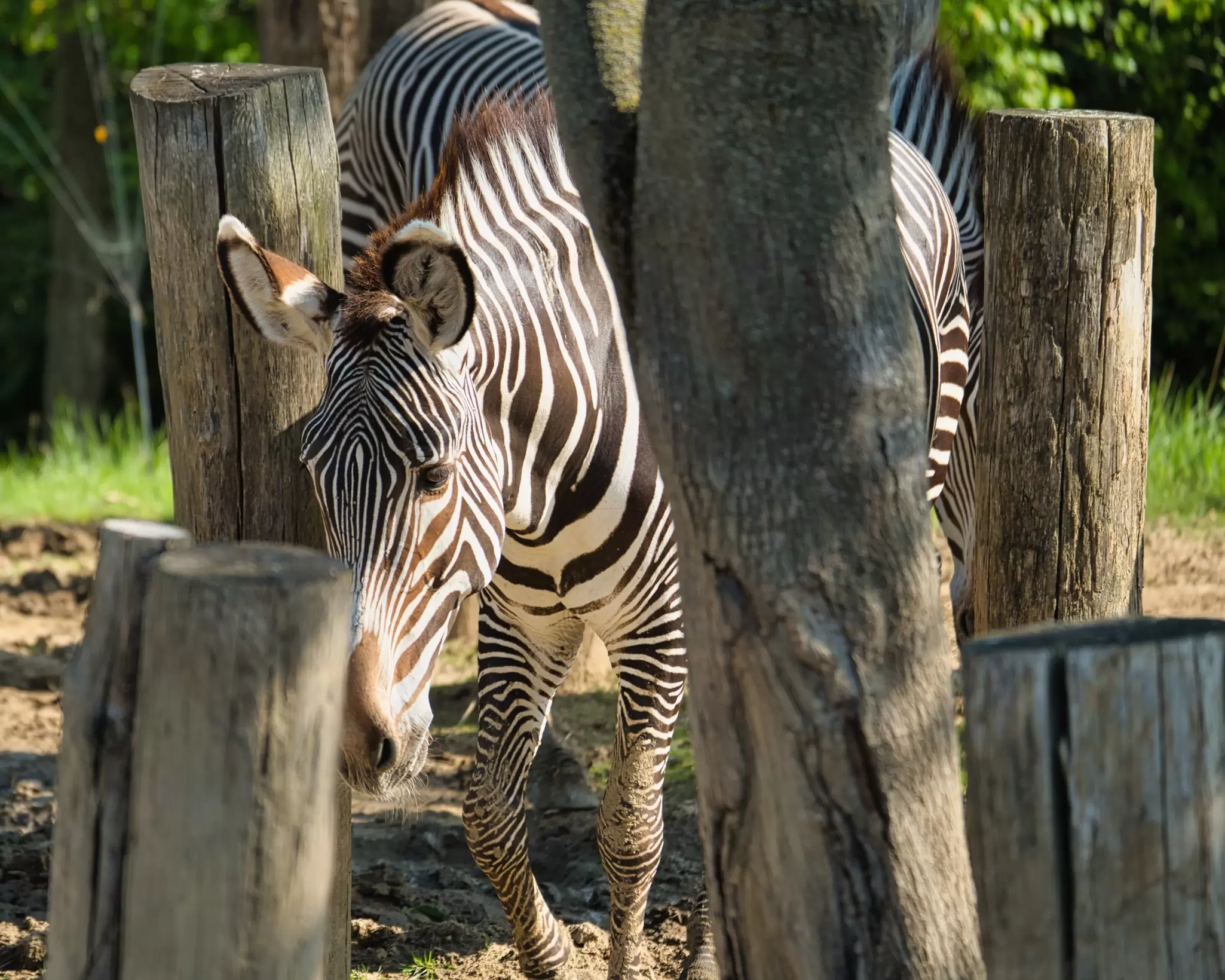 Grevys Zebra in the Paris zoologic park, formerly known as the Bois de Vincennes, 12th arrondissement of Paris, which covers an area of 14.5 hectares.