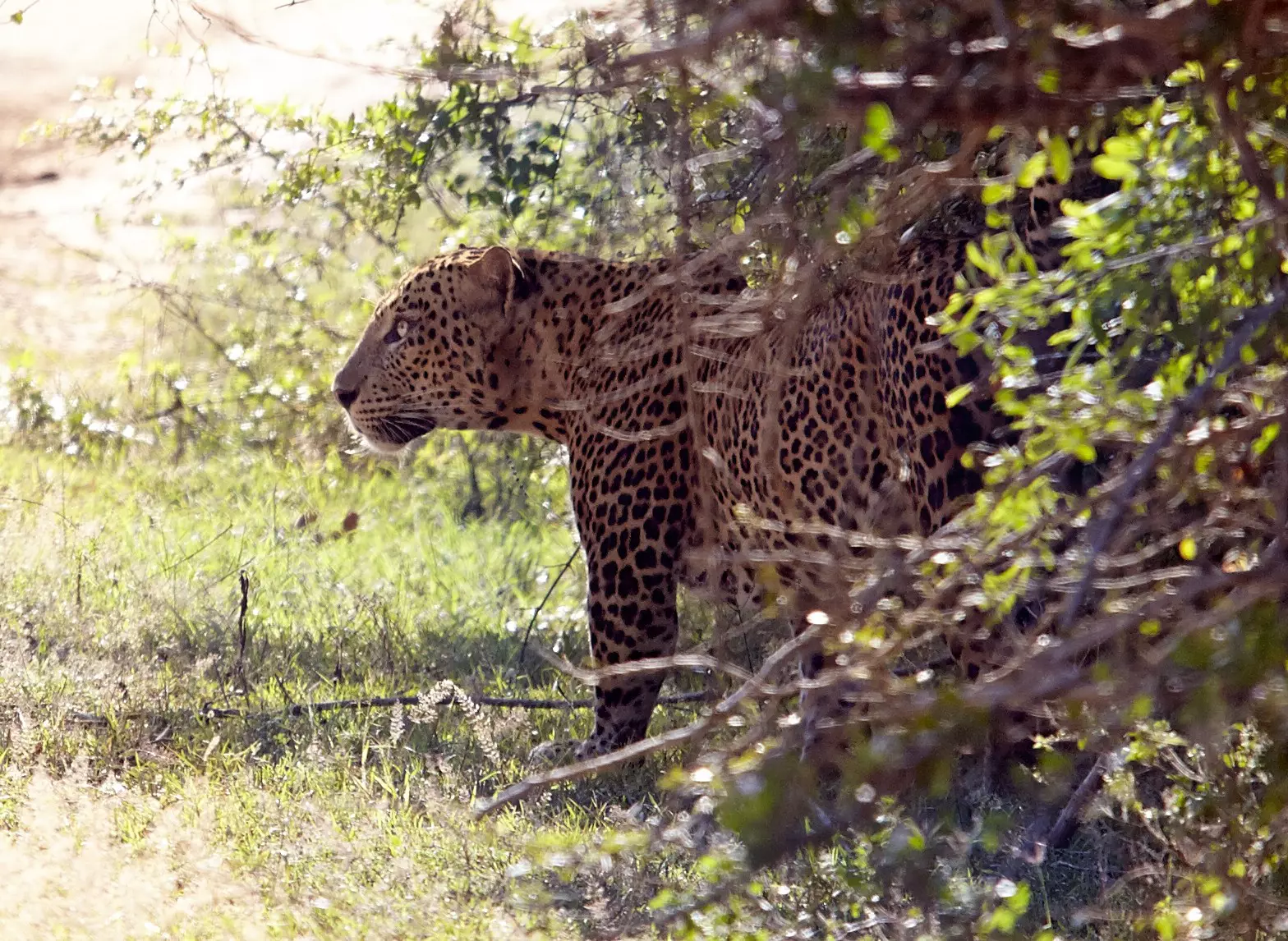 A leopard emerges from within bushes.
