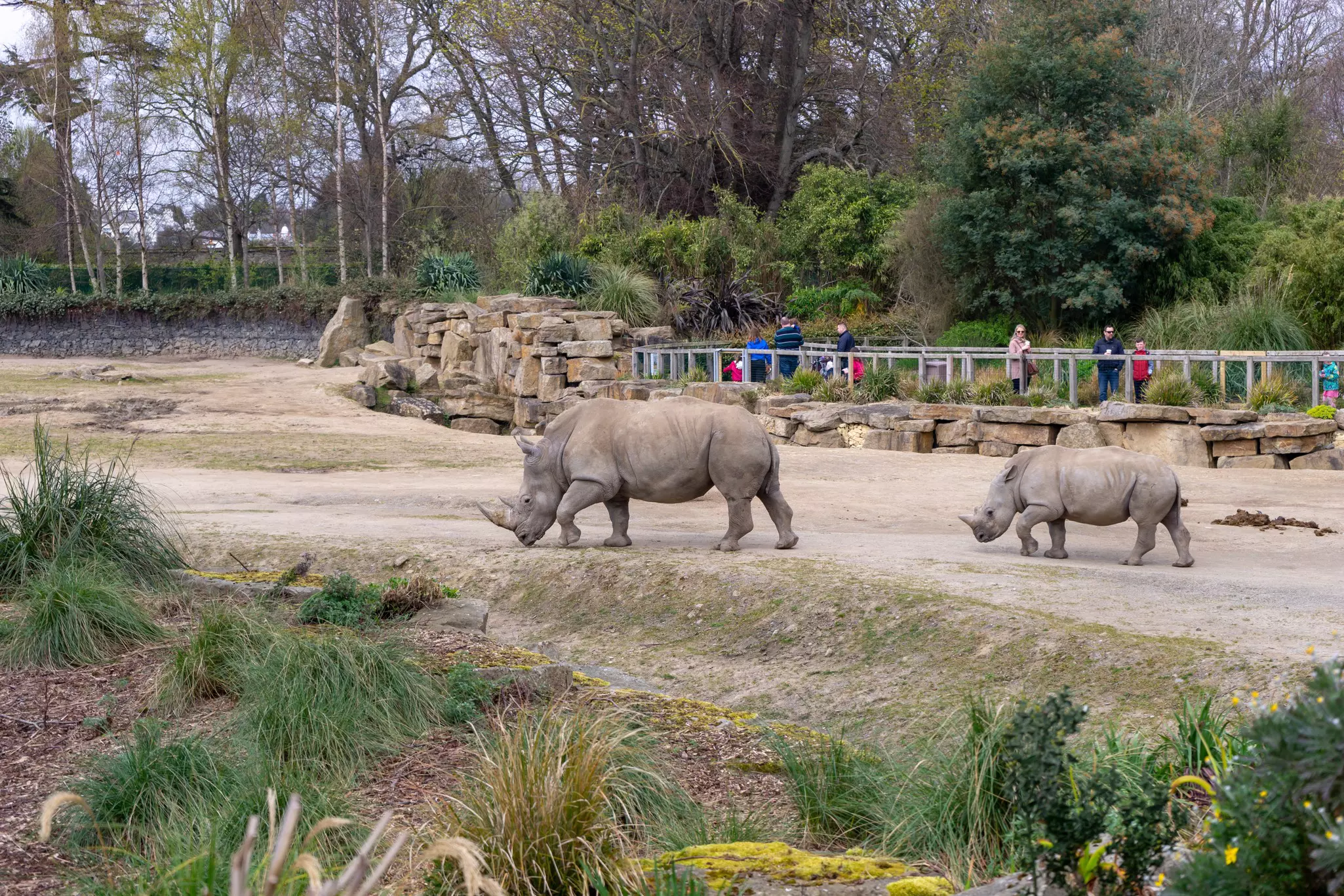 People behind a fence watch rhinoceroses in an outdoor enclosure at a zoo.