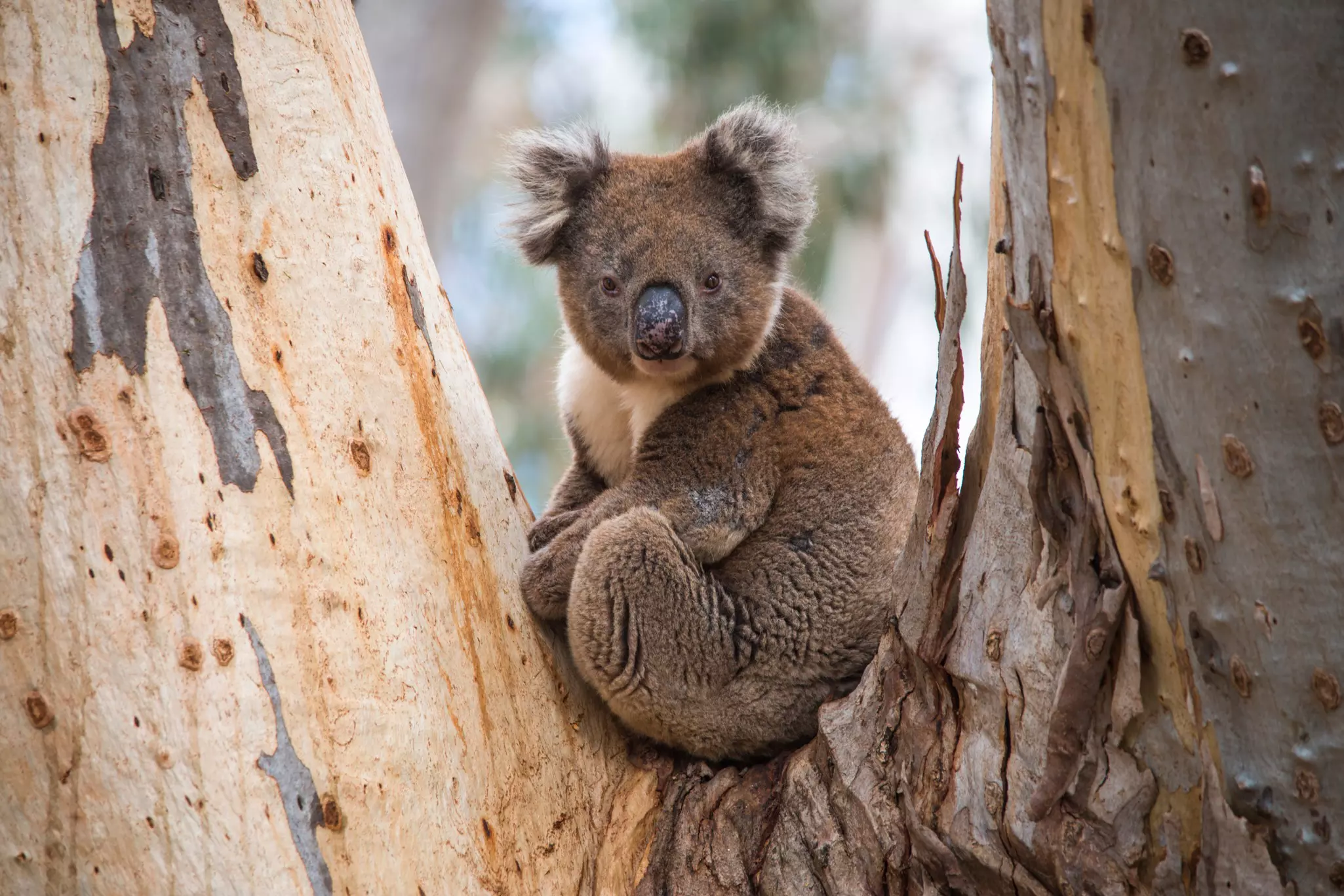 Animals like koalas thrive among Kangaroo Island’s wildly diverse habitats © David Dennis / Shutterstock