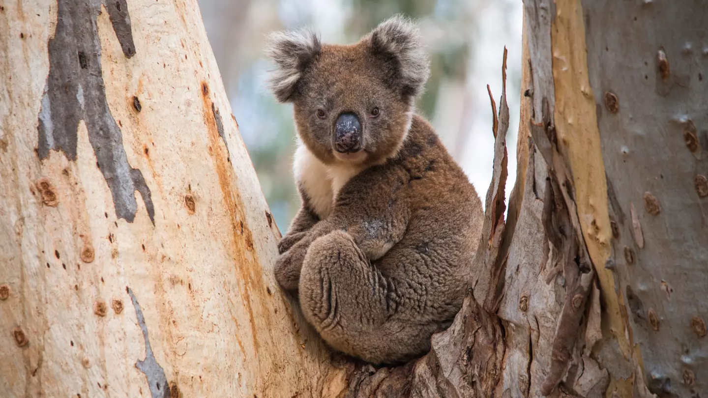 Animals like koalas thrive among Kangaroo Island’s wildly diverse habitats © David Dennis / Shutterstock