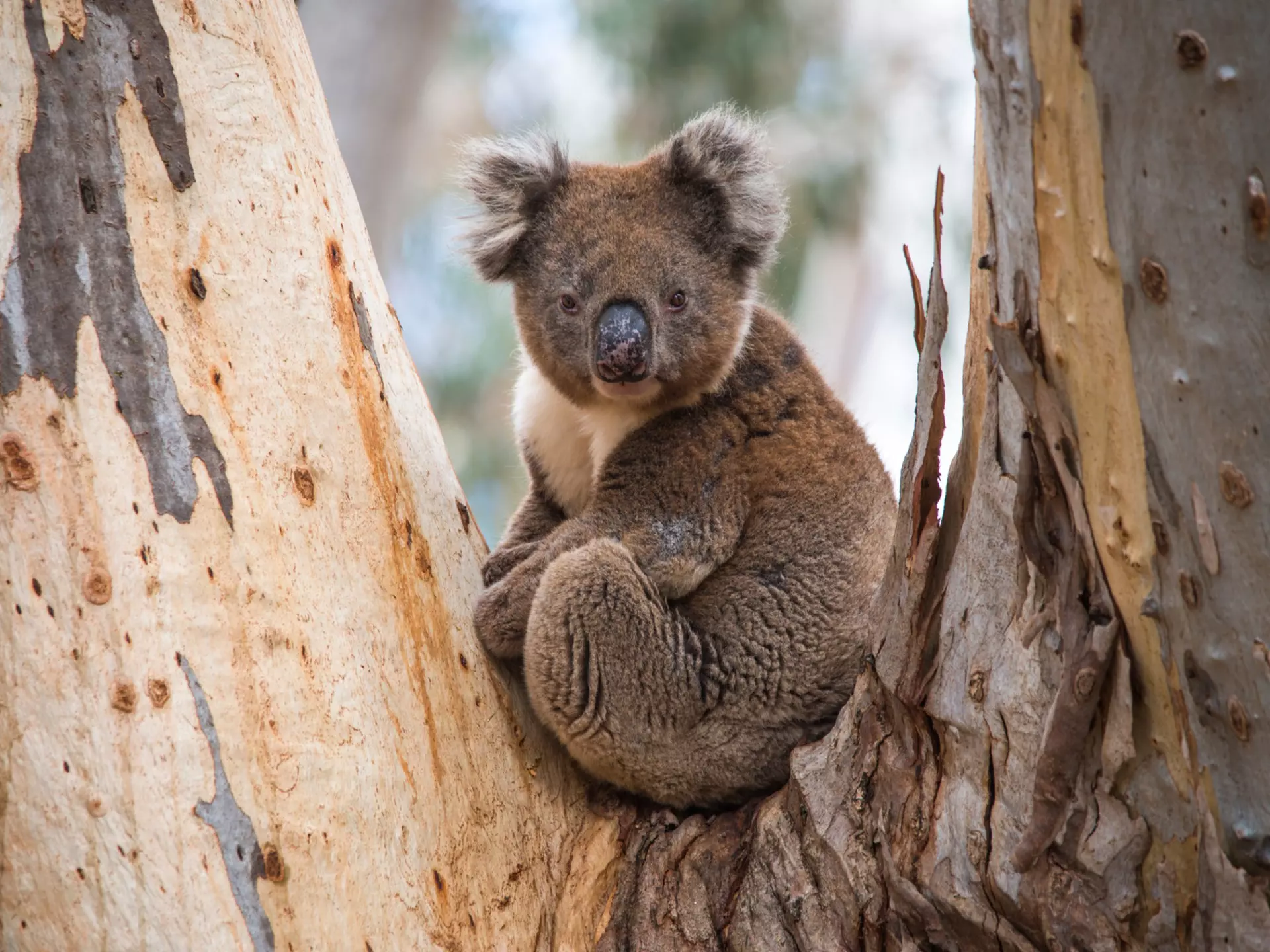 Animals like koalas thrive among Kangaroo Island’s wildly diverse habitats © David Dennis / Shutterstock