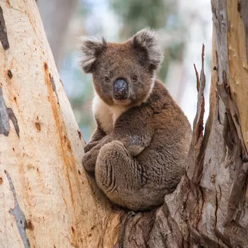 Animals like koalas thrive among Kangaroo Island’s wildly diverse habitats © David Dennis / Shutterstock