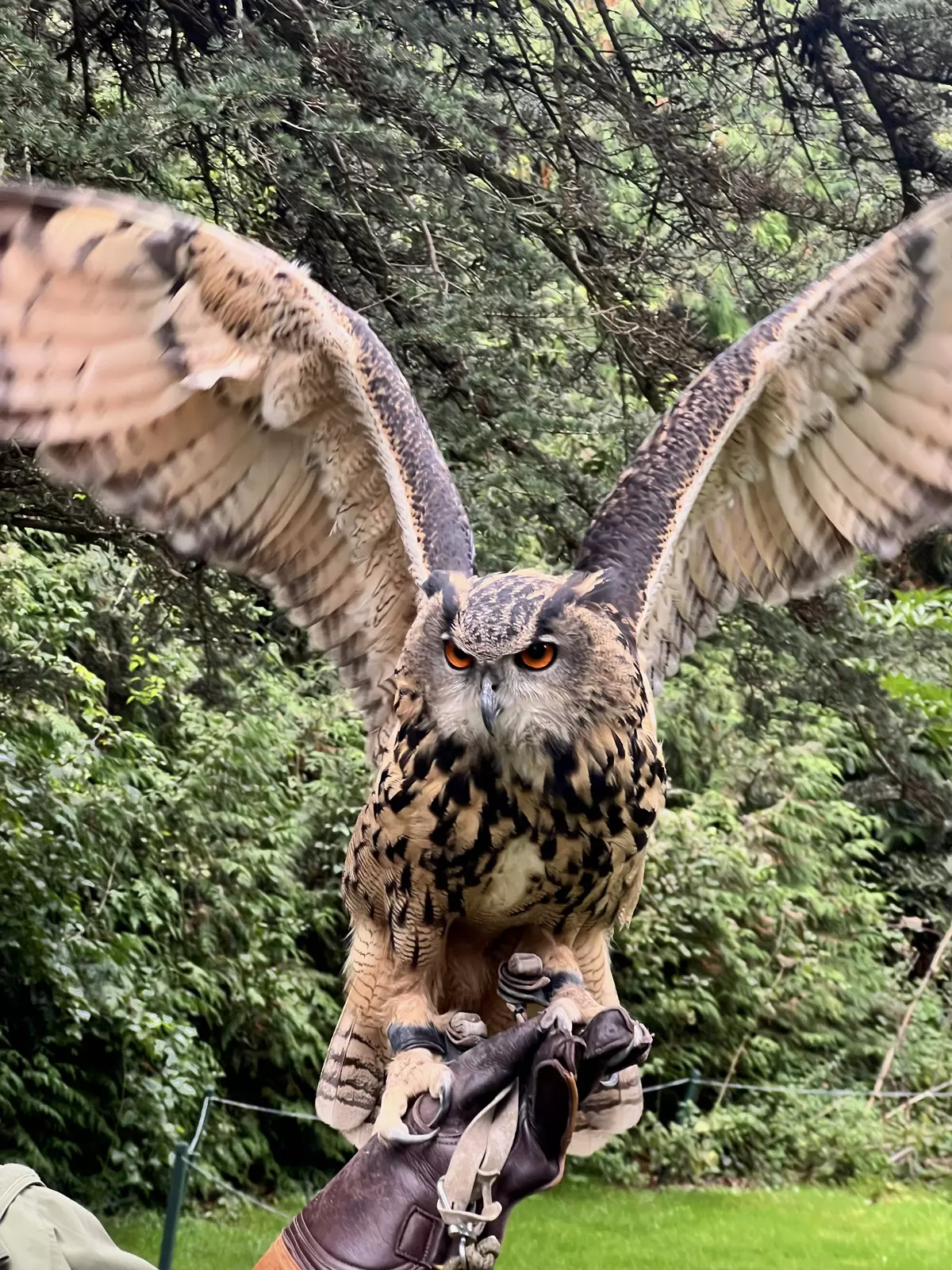 A large owl with its wings expanded sits on the gloved hand of a falconer.