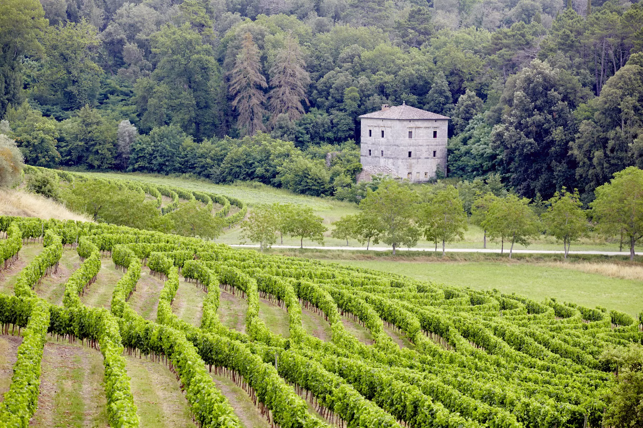 A traditional winery with green vines stretching down to a stone villa in Chianti in Tuscany, Italy. 