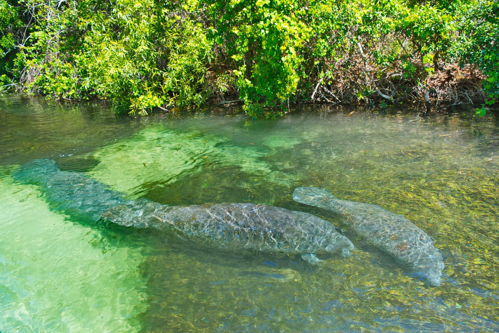 Pair of manatees swimming in the public springs in the natural park of Weeki Wachee, Florida © JulieHewitt / Getty Images