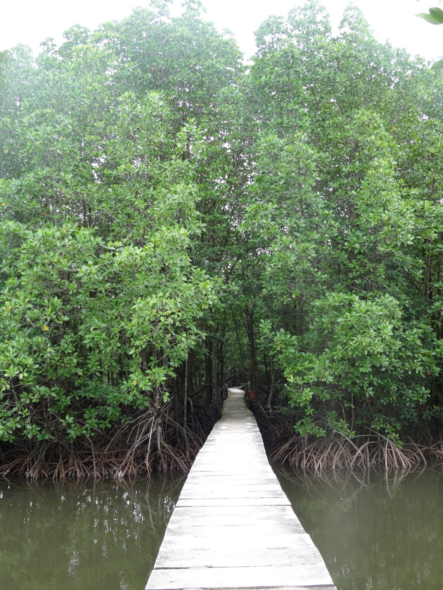 Mangrove forest at the Peam Krasaop Wildlife Sanctuary, Koh Kong, Cambodia; Shutterstock ID 683416519;