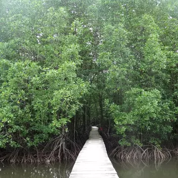 Mangrove forest at the Peam Krasaop Wildlife Sanctuary, Koh Kong, Cambodia; Shutterstock ID 683416519;