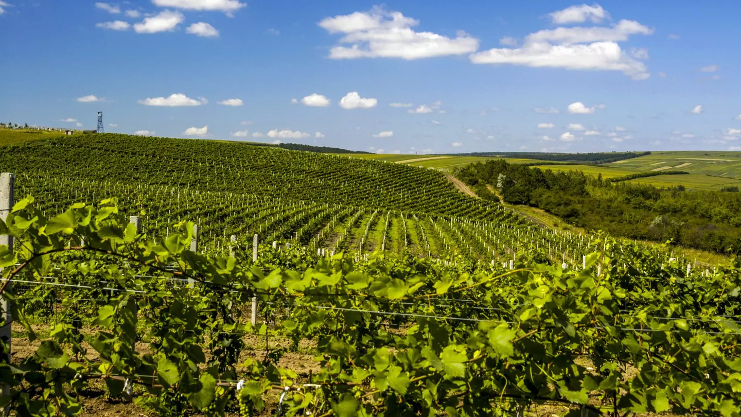 The vineyards of Cricova winery, famous for its sparkling wines. visualpower / Shutterstock