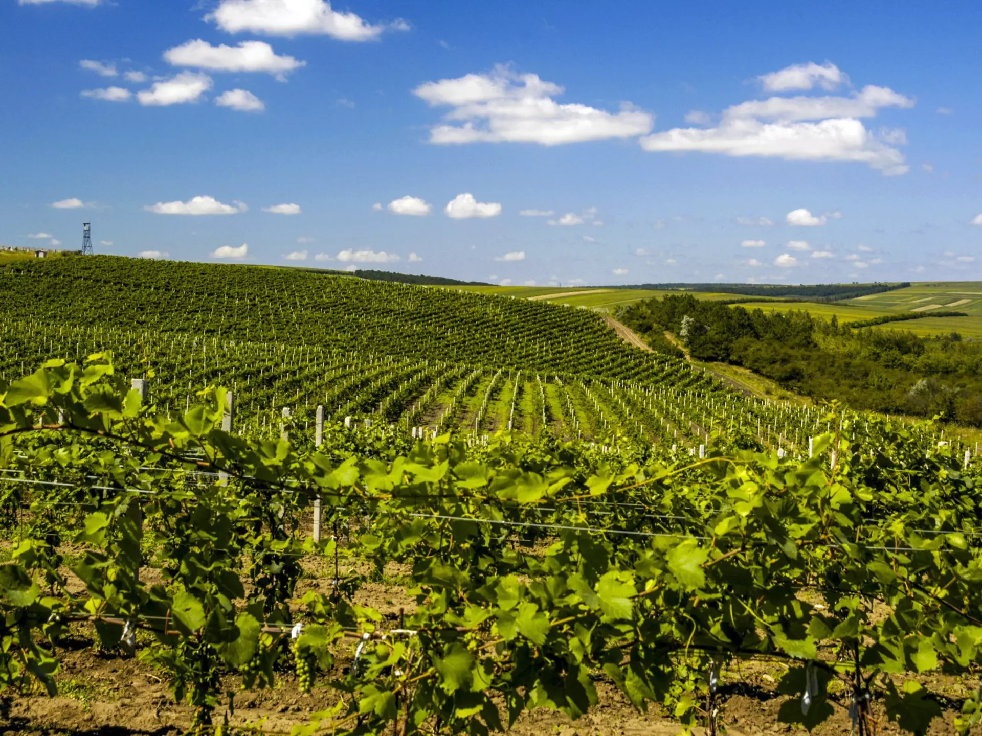 The vineyards of Cricova winery, famous for its sparkling wines. visualpower / Shutterstock