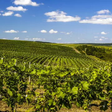 The vineyards of Cricova winery, famous for its sparkling wines. visualpower / Shutterstock