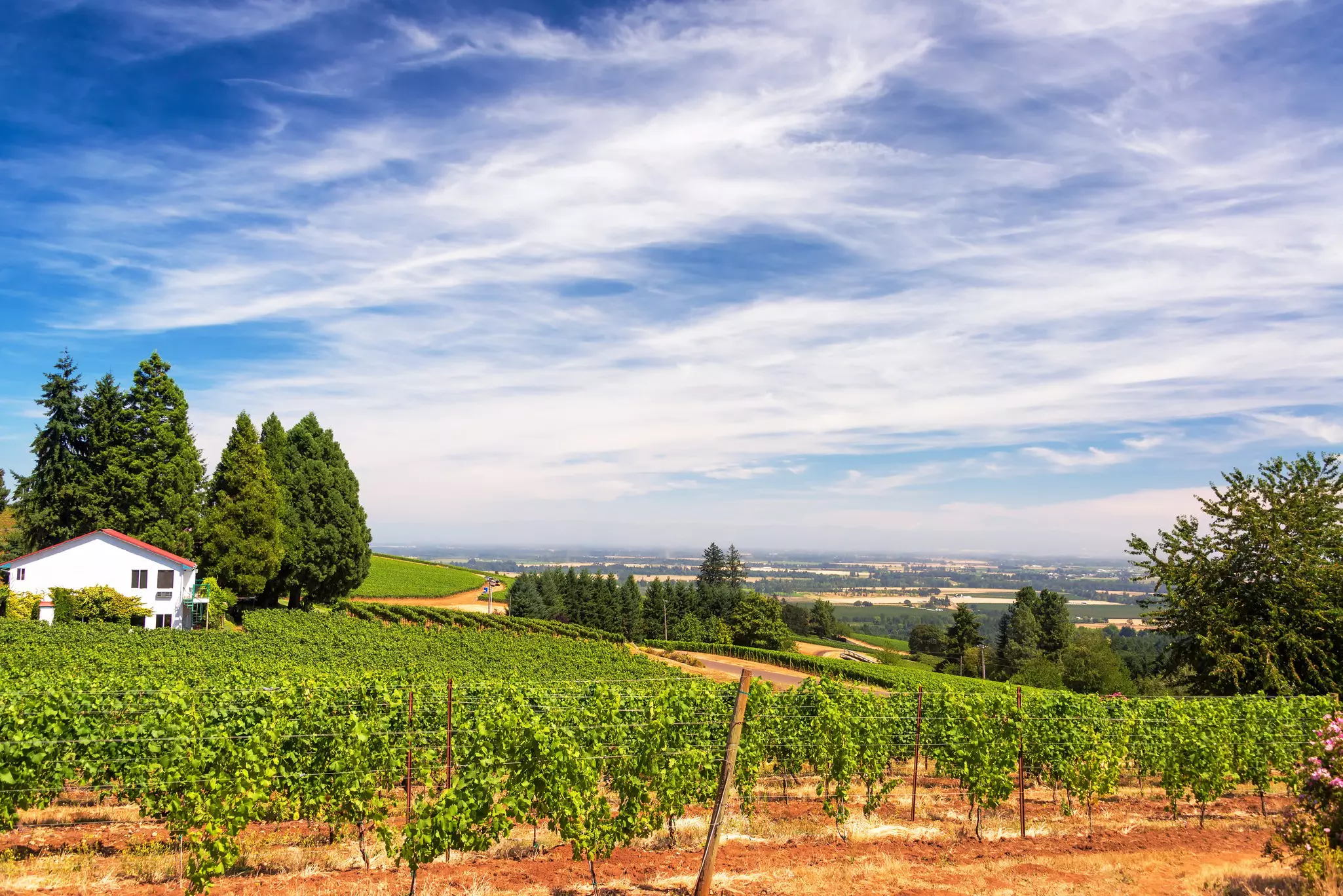 Vineyards in the Dundee Hills in Oregon.