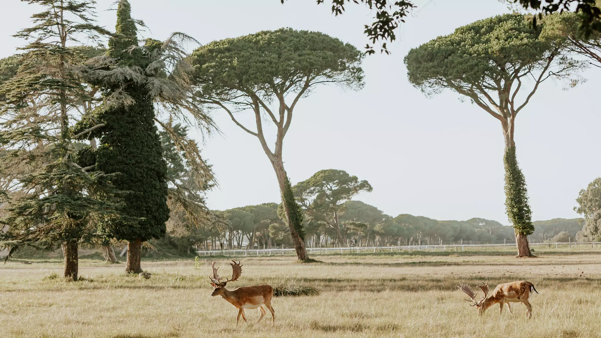 Deer in a park with tall trees stretching above them.