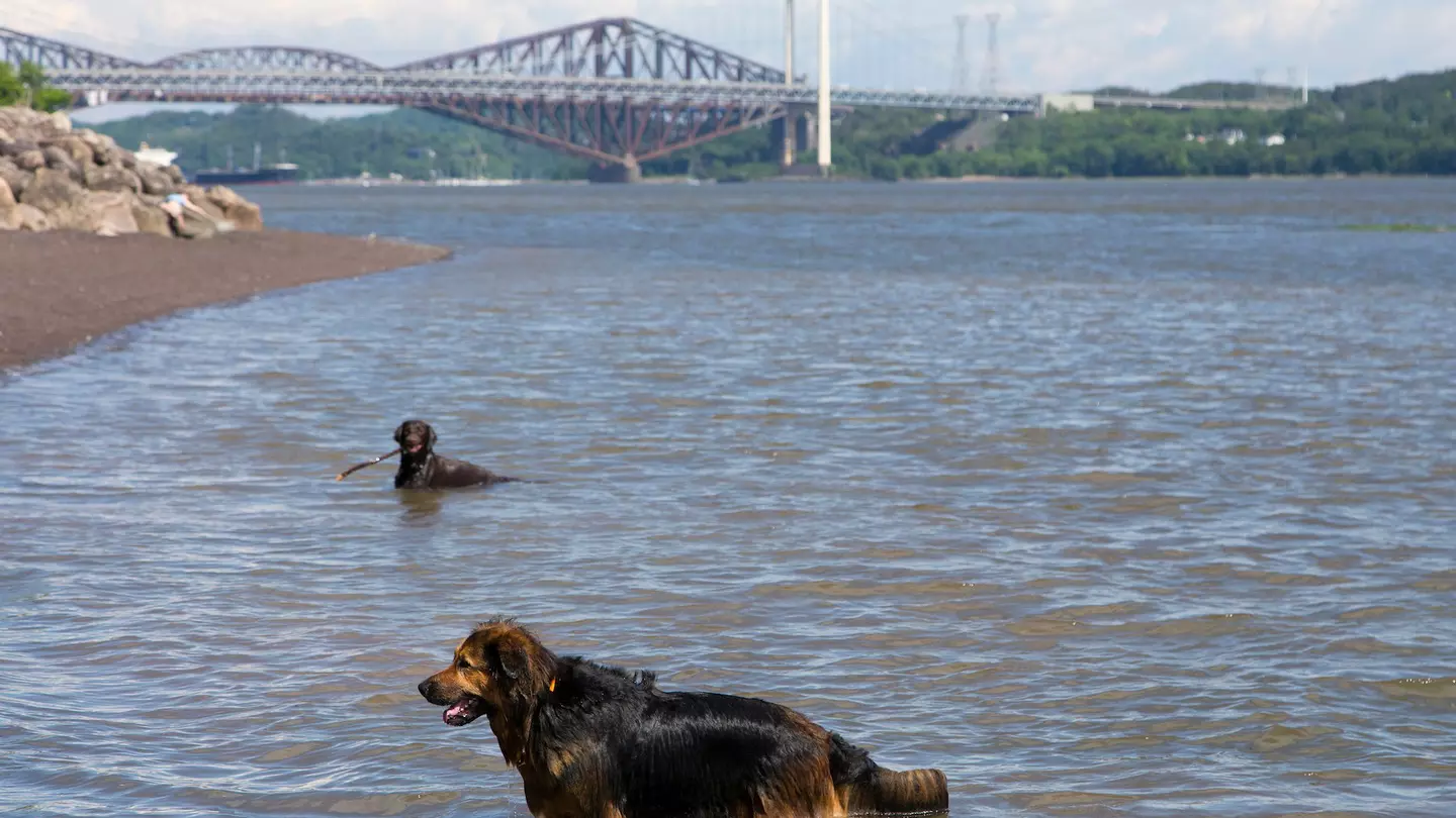 Dark long-haired dog wades in the St Lawrence River, Québec City, Québec, Canada