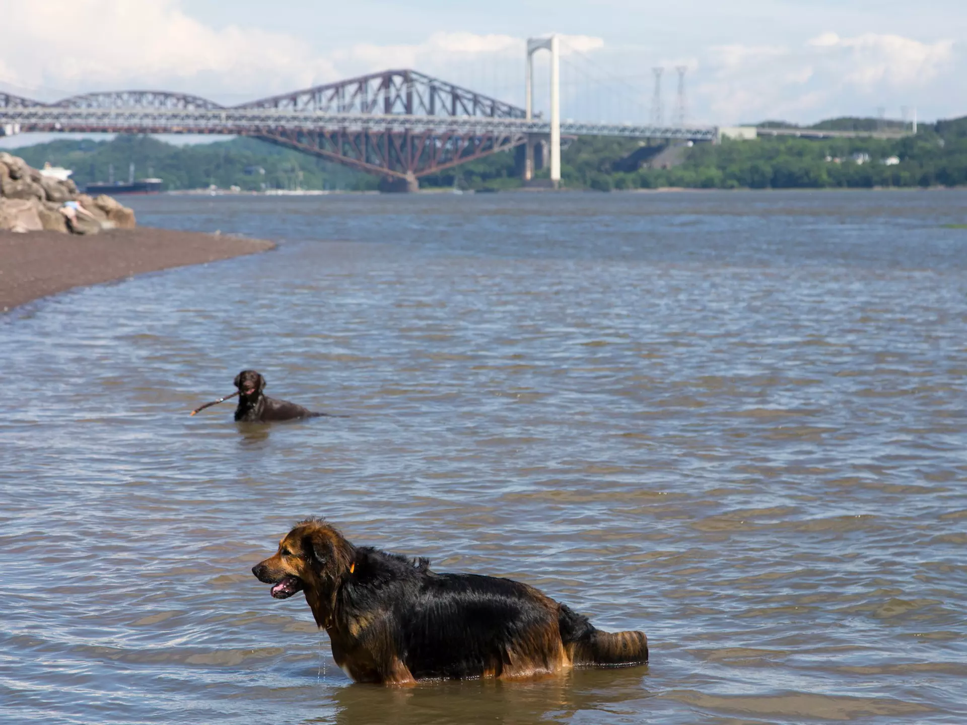 Dark long-haired dog wades in the St Lawrence River, Québec City, Québec, Canada