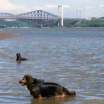 Dark long-haired dog wades in the St Lawrence River, Québec City, Québec, Canada