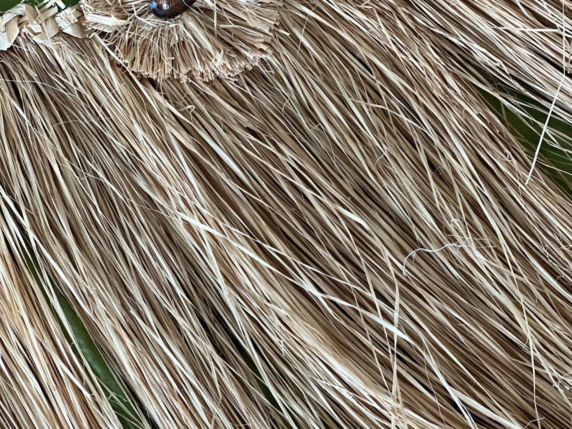 Sarah Stocking's skirt made from banana tree bark on Rapa Nui