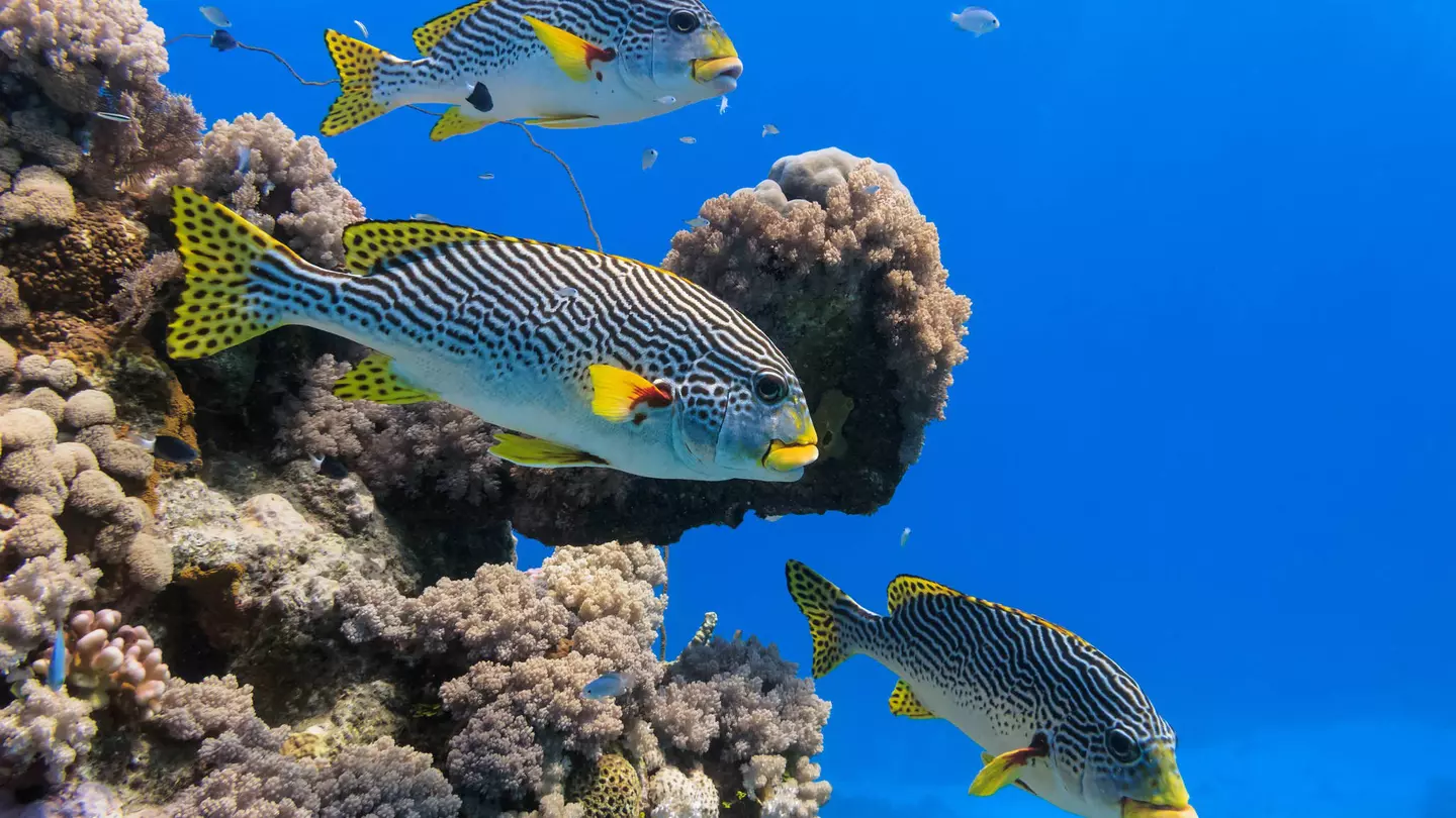 Diagonal banded sweetlips fish swimming near coral at Agincourt Reef © Carl Chapman / Alamy Stock Photo